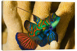 Canvas print Mandarin fish - Dave Fleetham