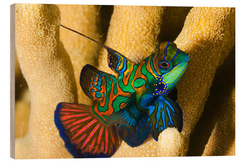 Hout print Mandarin fish