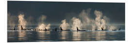 Foam board print Killer whales on the water surface