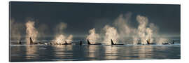 Gallery print Killer whales on the water surface