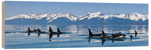 Quadro de madeira A group of Orcas