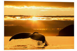 Foam board print Humpback whale