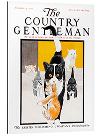 Aluminium print Country Gentleman (cat family)