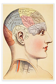 Wandbild  Karte des menschlichen Gehirns (Englisch) - Vintage Educational Collection