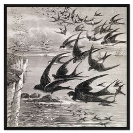 Gerahmter Kunstdruck Jährliche Wanderung von Schwalben