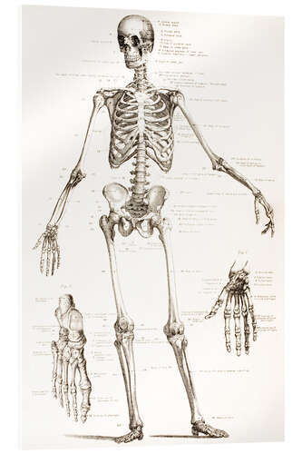 Acrylglasbild Das menschliche Skelett (Englisch)