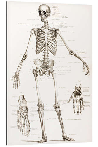 Aluminiumtavla The Human Skeleton