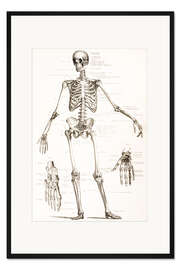 Gerahmter Kunstdruck Das menschliche Skelett (Englisch)