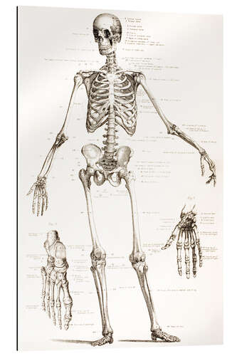 Quadro em plexi-alumínio The Human Skeleton