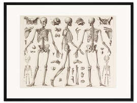 Gerahmter Kunstdruck Skelett eines ausgewachsenen Menschen