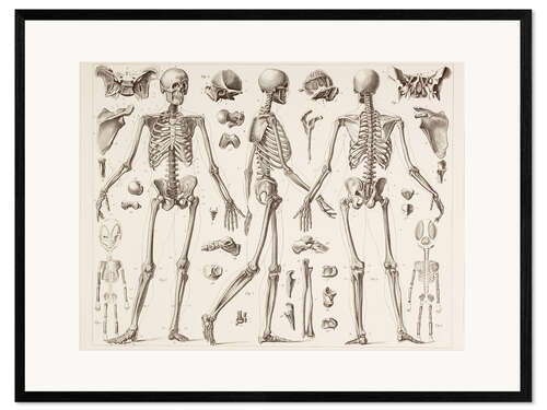 Ingelijste kunstdruk Skeleton Of A Fully Grown Human