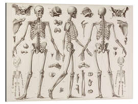 Magnettafel Skelett eines ausgewachsenen Menschen