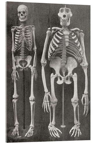 Acrylic print Skeletons Of Man and Gorilla