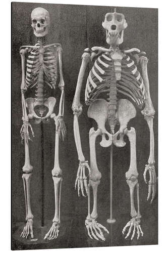 Aluminiumtavla Skeletons Of Man and Gorilla