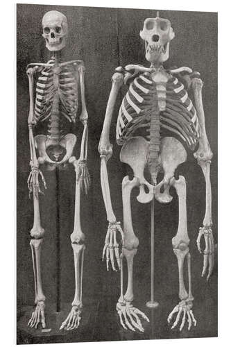 PVC print Skeletons Of Man and Gorilla