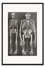 Gerahmter Kunstdruck Skelette von Mensch und Gorilla