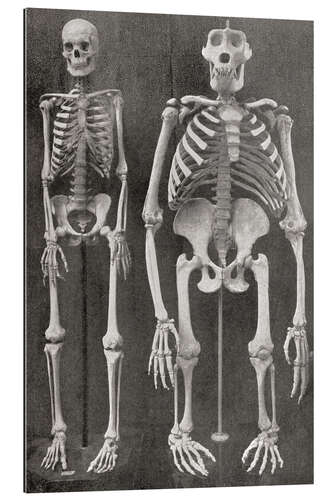 Quadro em plexi-alumínio Skeletons Of Man and Gorilla