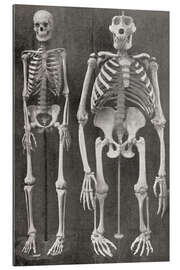 Quadro em plexi-alumínio Skeletons Of Man and Gorilla