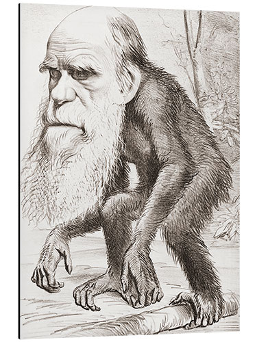 Aluminium print Charles Darwin caricature, Hornet