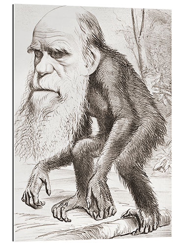 Galleritryk Charles Darwin caricature, Hornet