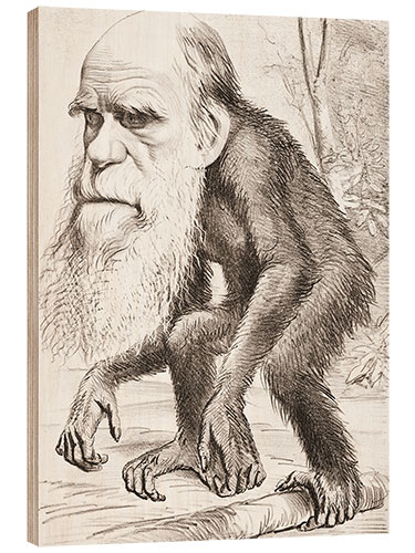 Quadro de madeira Charles Darwin caricature, Hornet