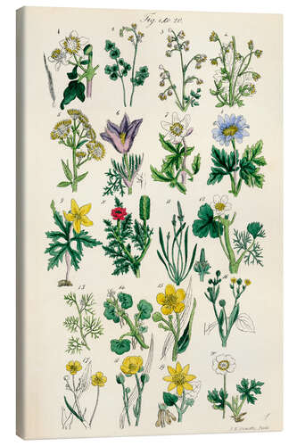 Canvas print Wildflowers, fig. 01-20