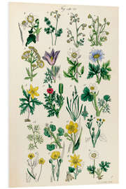 Foam board print Wildflowers, fig. 01-20