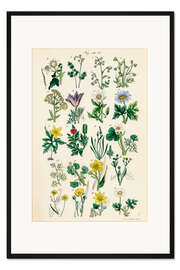 Gerahmter Kunstdruck Wildblumen, Fig. 01-20