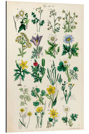 Magnettafel Wildblumen, Fig. 01-20