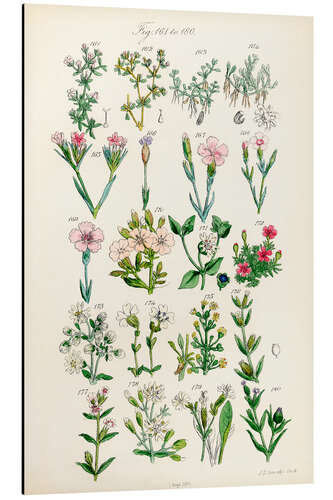 Alumiinitaulu Wildflowers, fig. 161-180