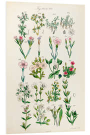 Foam board print Wildflowers, fig. 161-180