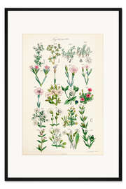 Gerahmter Kunstdruck Wildblumen, Fig. 161-180