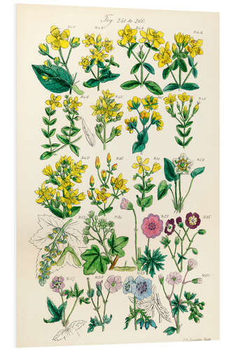 Tableau en PVC Fleurs sauvages, fig. 241-260