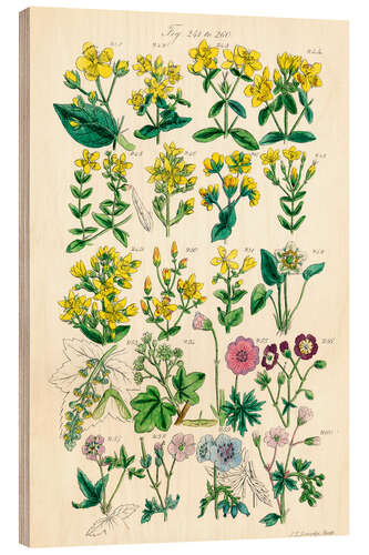 Wood print Wildflowers, fig. 241-260