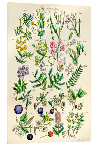 Gallery print Wilde bloemen, fig. 341-360