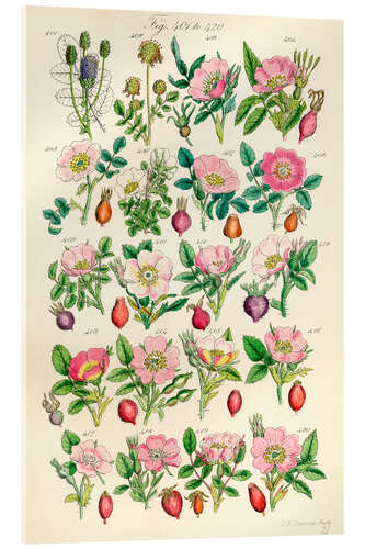 Acrylglas print Wilde bloemen, fig. 401-420