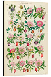 Tableau en aluminium Fleurs sauvages, fig. 401-420