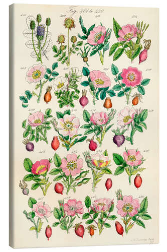 Canvas print Wildflowers, fig. 401-420