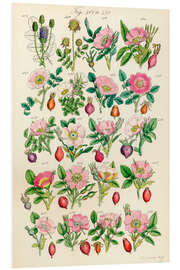 Foam board print Wildflowers, fig. 401-420