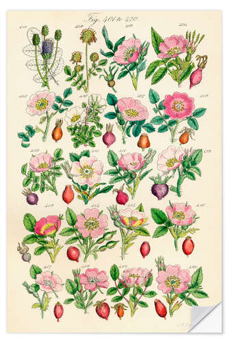 Selvklebende plakat Villblomster, fig. 401-420