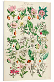 Aluminiumtavla Vilda blommor, fig. 421-440