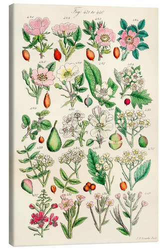 Canvas print Wildflowers, fig. 421-440