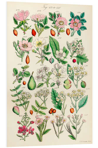 Foam board print Wildflowers, fig. 421-440