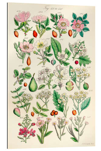 Stampa su plexi-alluminio Fiori selvatici, fig. 421-440