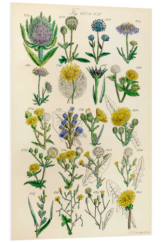 Print på skumplade Vilde blomster, fig. 621-640