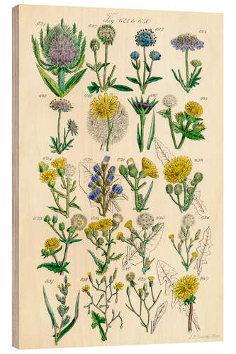 Wood print Wildflowers , fig. 621-640