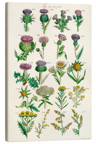 Canvas print Wildflowers, fig. 681-700