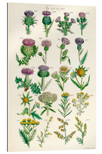 Gallery Print Wildblumen, Fig. 681-700