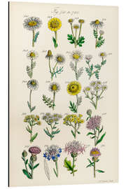 Aluminium print Wildflowers, fig. 741-760