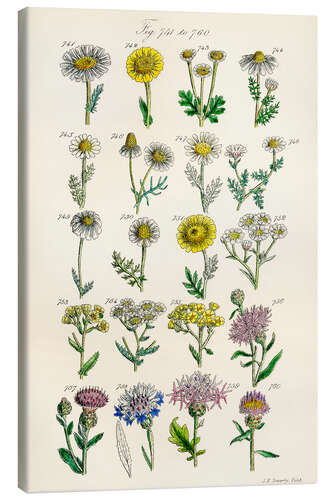 Leinwandbild Wildblumen, Fig. 741-760